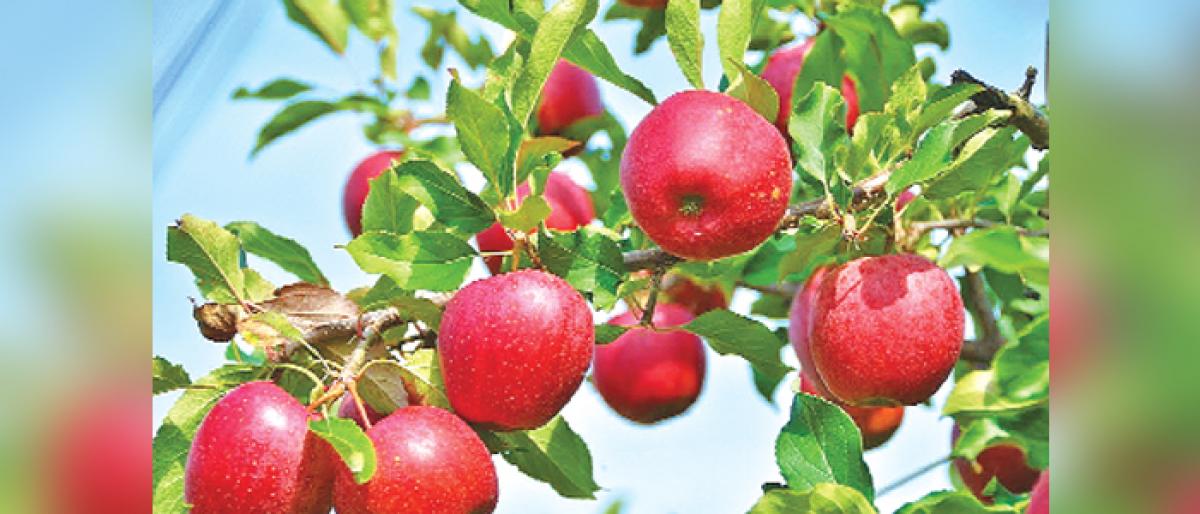 Untimely snowfall damages apple crop in Kashmir
