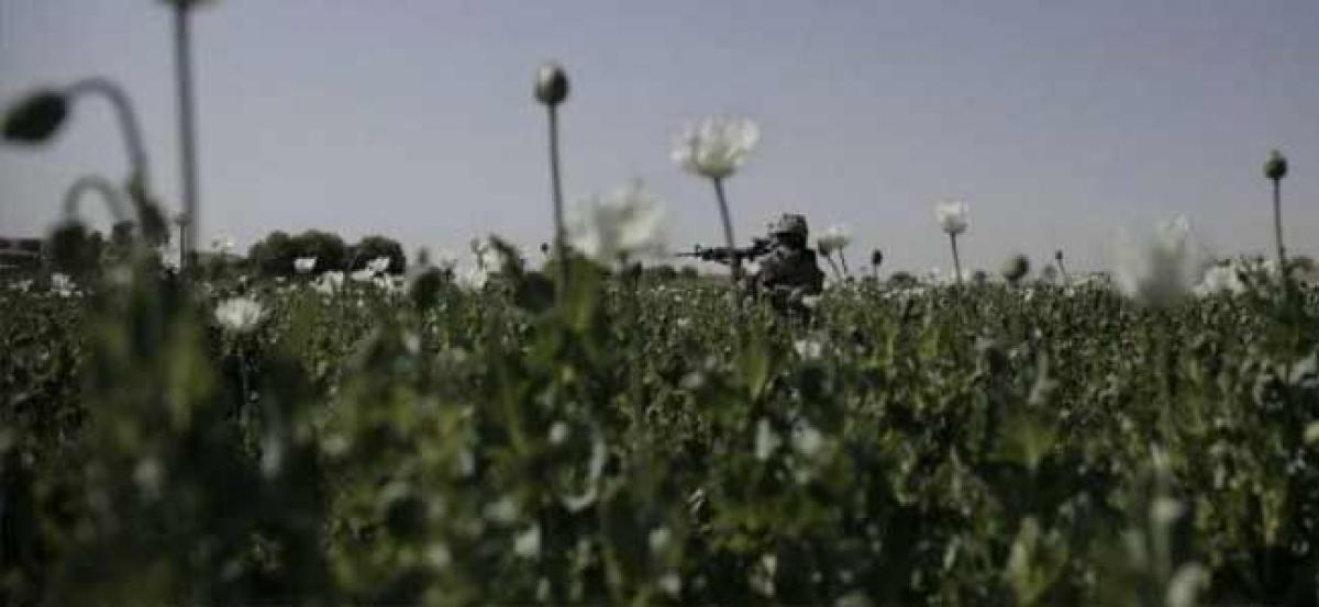 Arunchal Pradesh: District administration and cops, Assam Rifles destroy 36 acres of poppy plantations