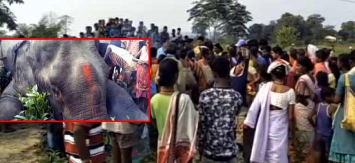 Assam: Wild Elephant Dies of Electrocution in Karbi Anglong, Power Department Accused of Negligence