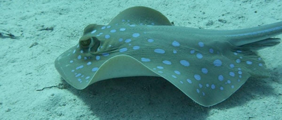 Australian swimmer dies after rare stingray attack