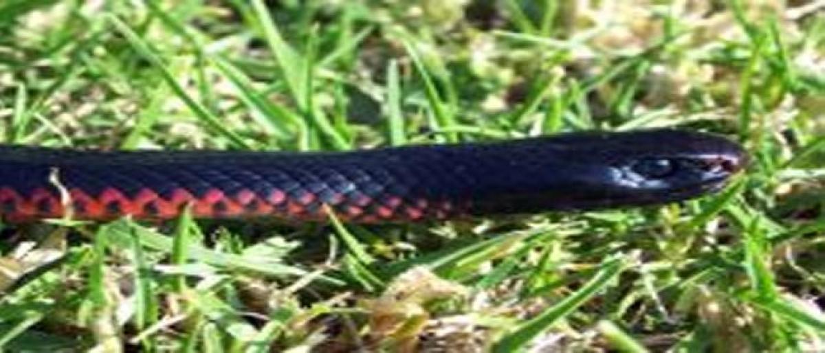 Australian snakes have Asian origins: Study