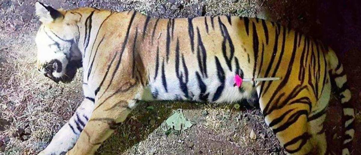 Hyderabadi’s protest- Illegal killing of Tigress Avni is a Wild Life Crime- It’s a Dark Day for theNation