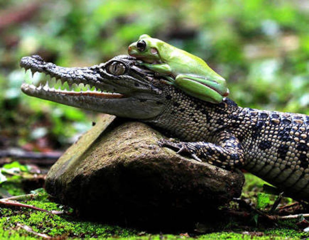 Develop knowledge not expertise – HR wisdom from frog and crocodile