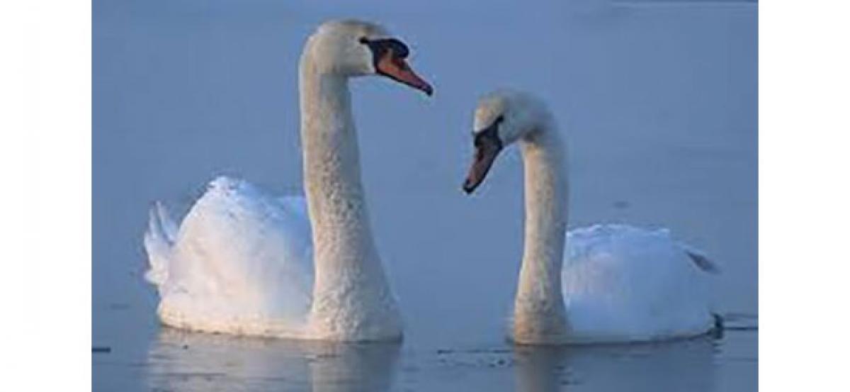 The arrogant swans