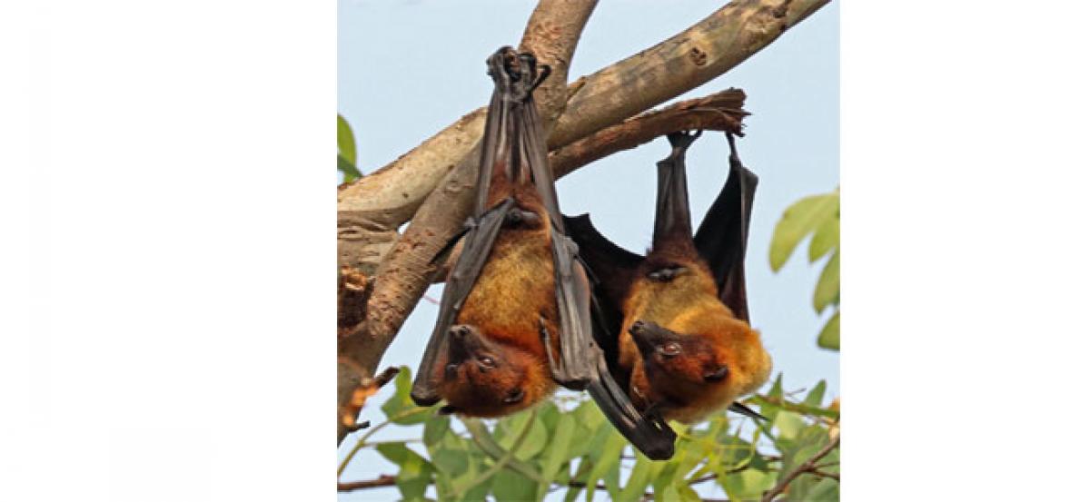 Sowing destruction, reaping Nipah