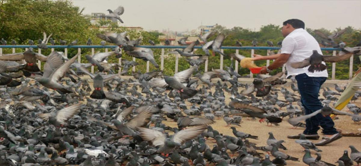 The flip side of pigeon-feeding