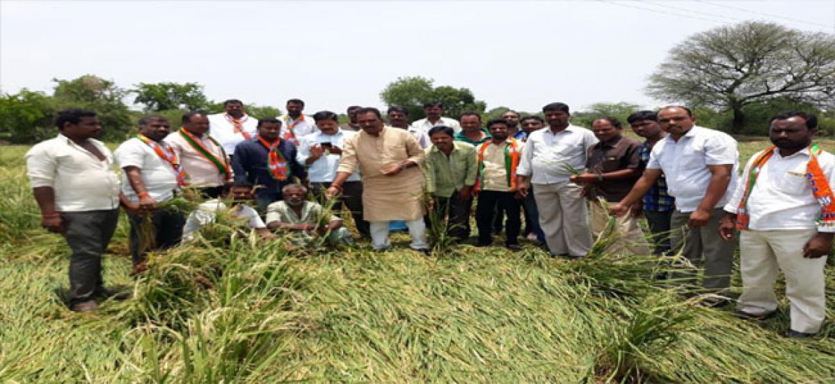 BJP leaders inspect rain-hit crops