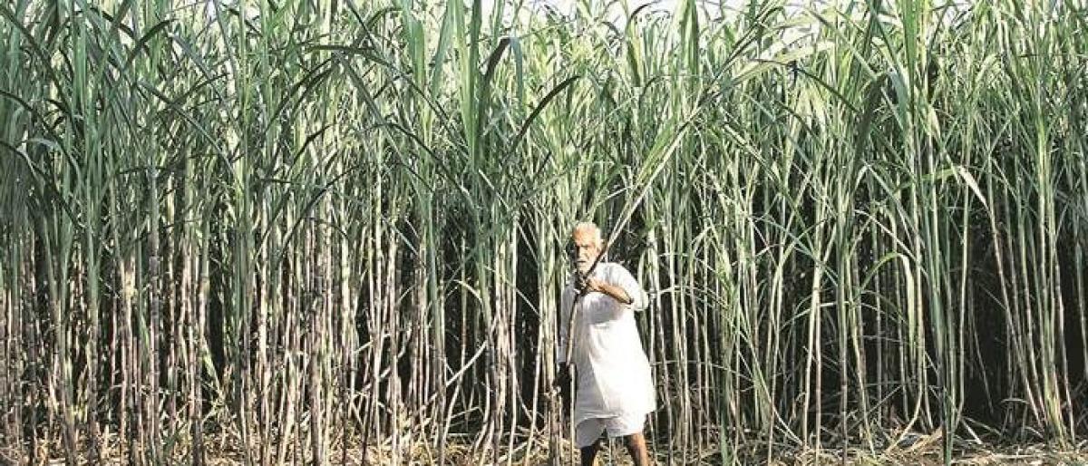 Bamboo sector in for a big boost