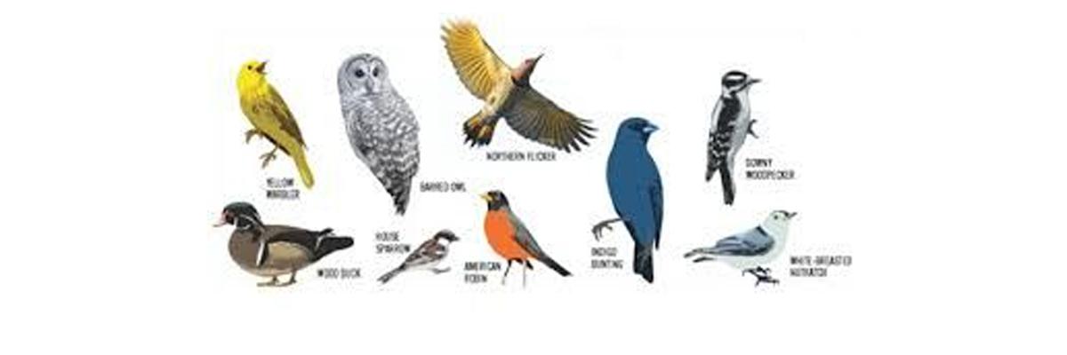 Learn about birds