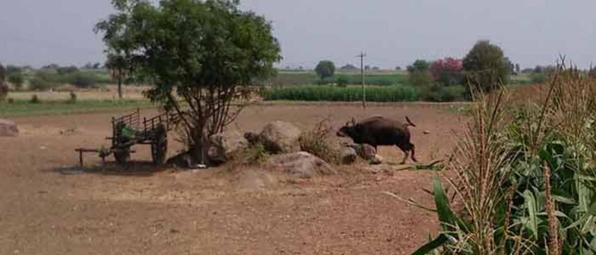 2 Bisons stray into Manugonda village