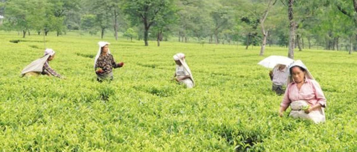 India makes big push to expand tea export to China