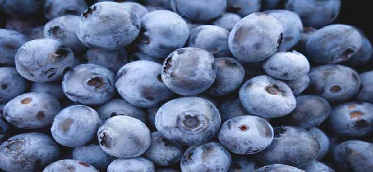 Blueberry vinegar can help fight dementia