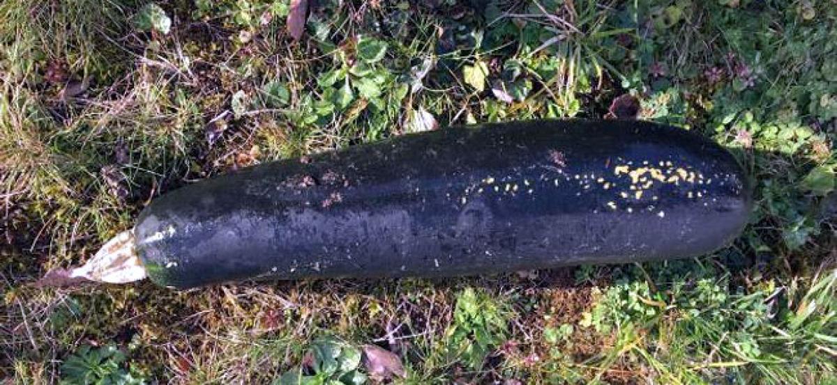 Zucchini mistaken for WWII bomb in Germany