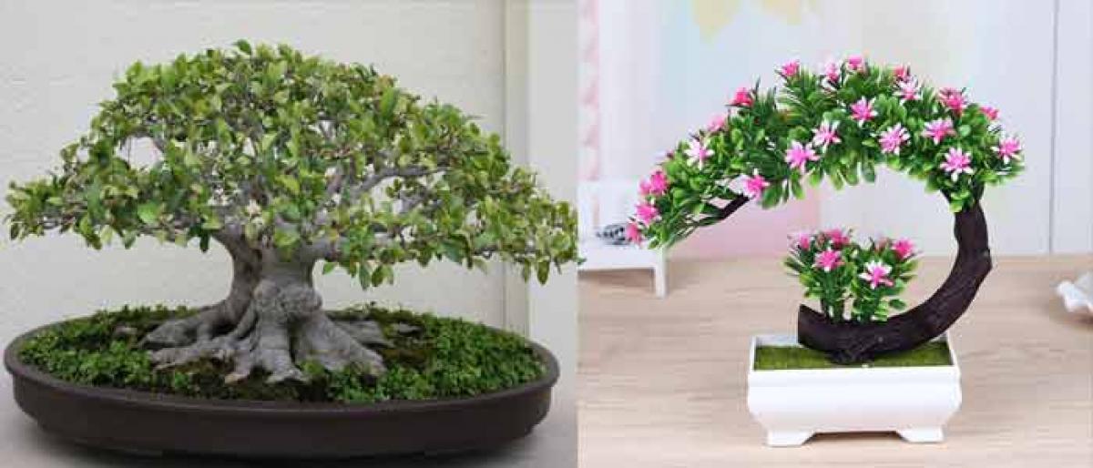 Beautify home with bonsai