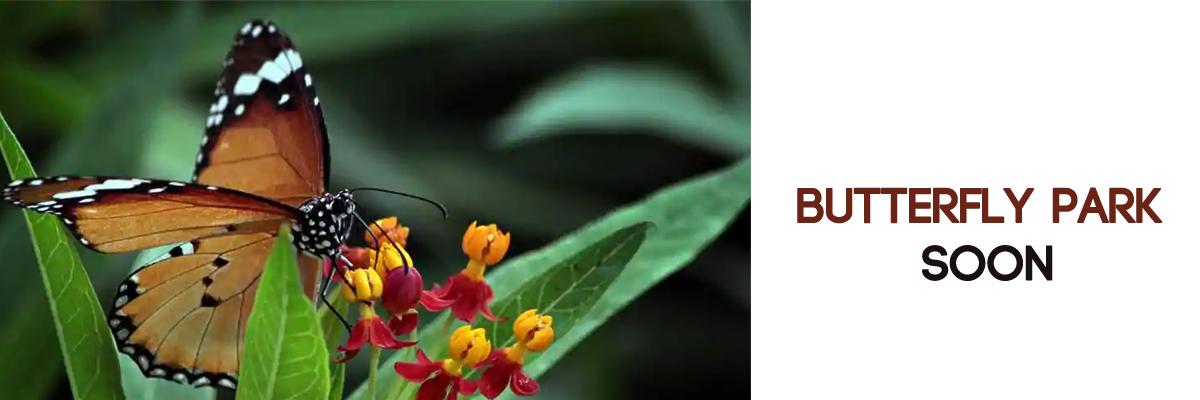 Butterfly park soon near Vijayawada