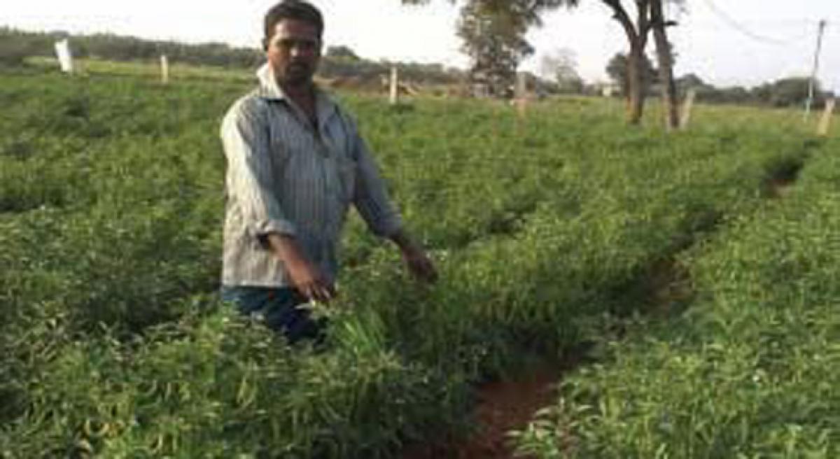 Small farmer earns huge profits with drip irrigation