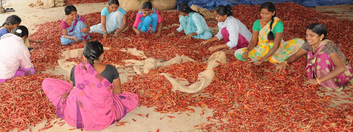 Price of chillies per quintal falls by about 2,500