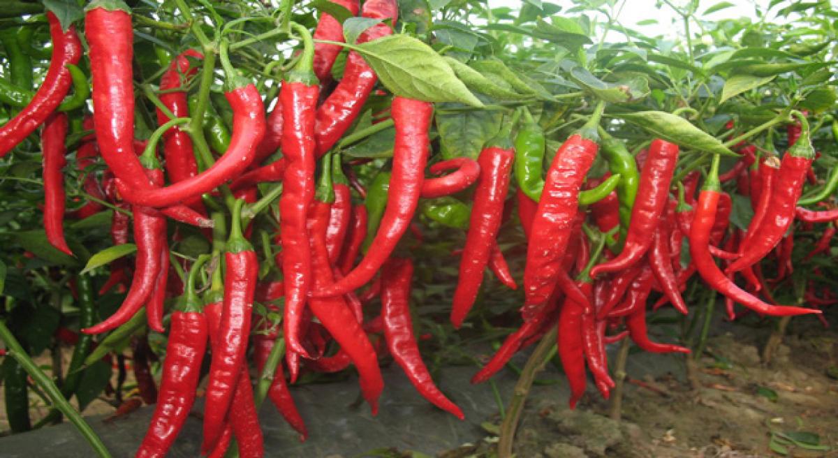 Chilli prices are likely to be around 6000 per quintal