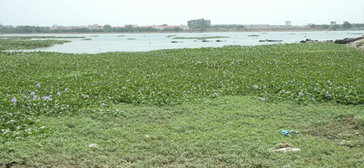 Hyacinth compost enhances coriander, methi yield: IICT