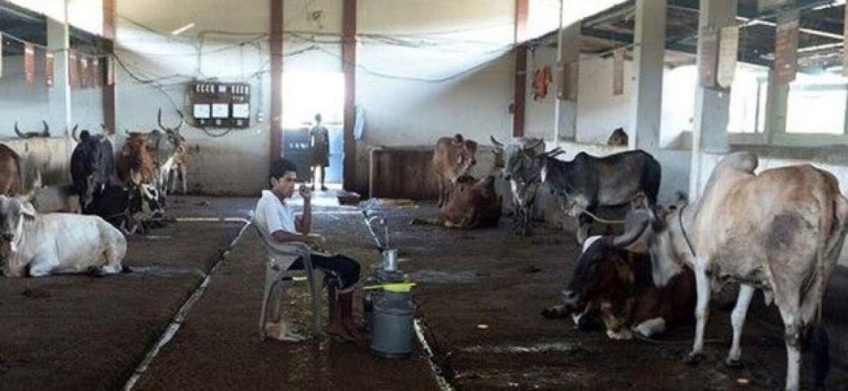 Drought-hit farmers of Vikarabad district turn to dairy industry