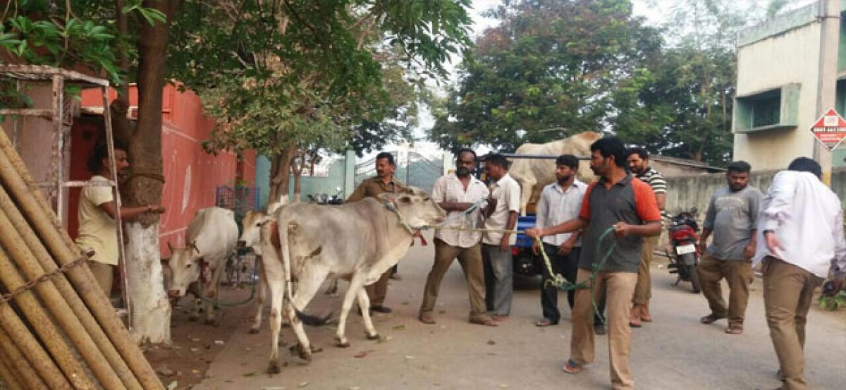Relocating stray cattle to outskirts begins