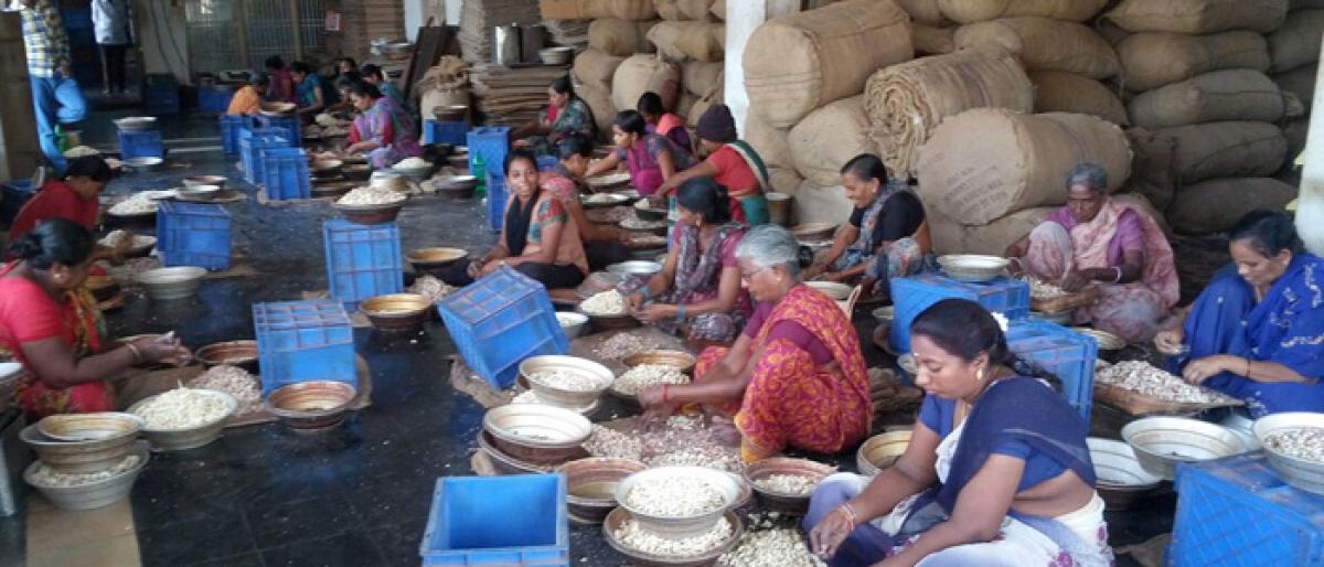 Vetapalem cashew nuts find it tough to survive