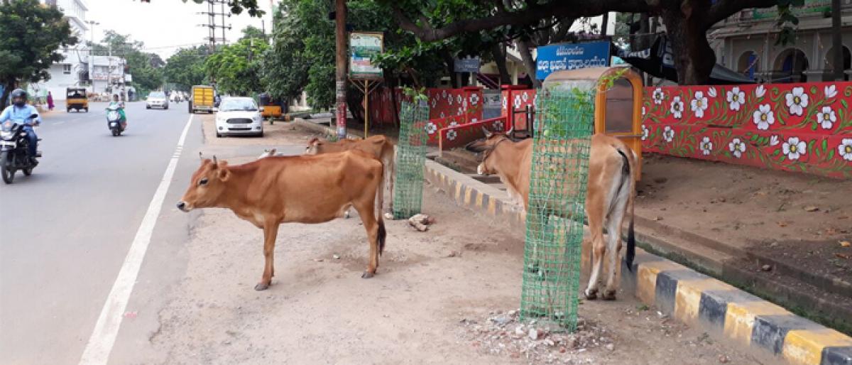 Meet to check cattle movement to be held next week in Kakinada