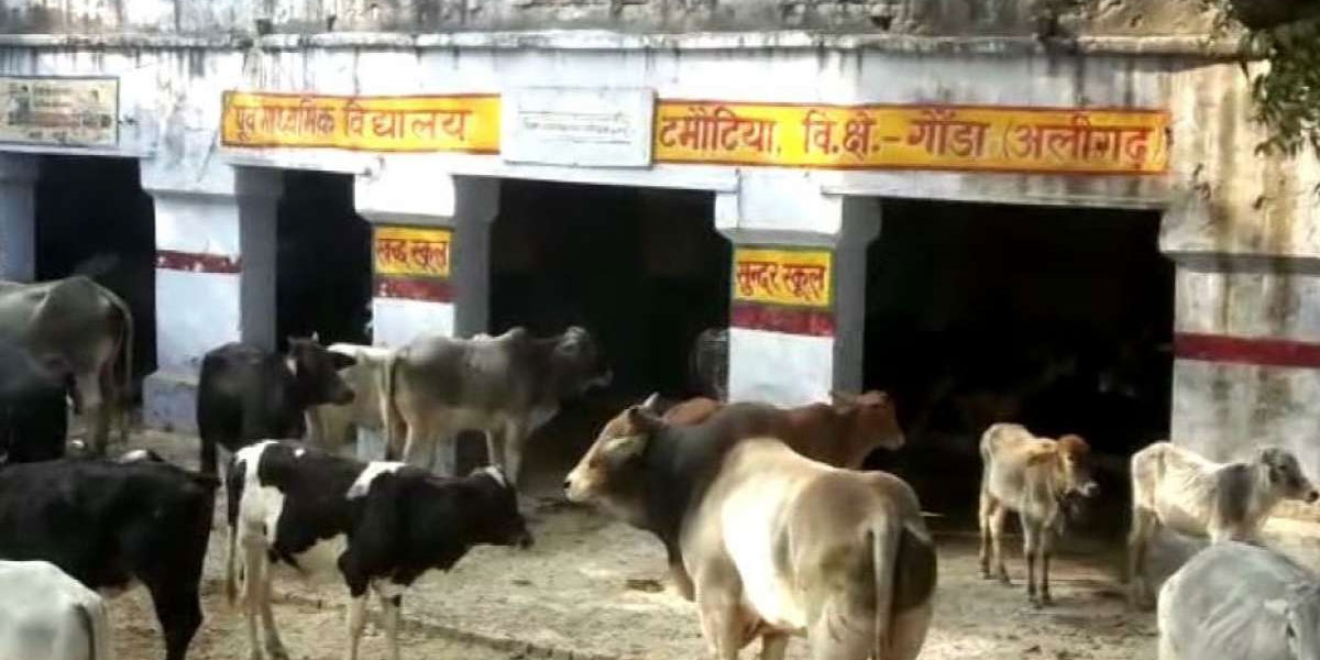Where farmers lock up stray cattle : Concern over ‘population explosion’