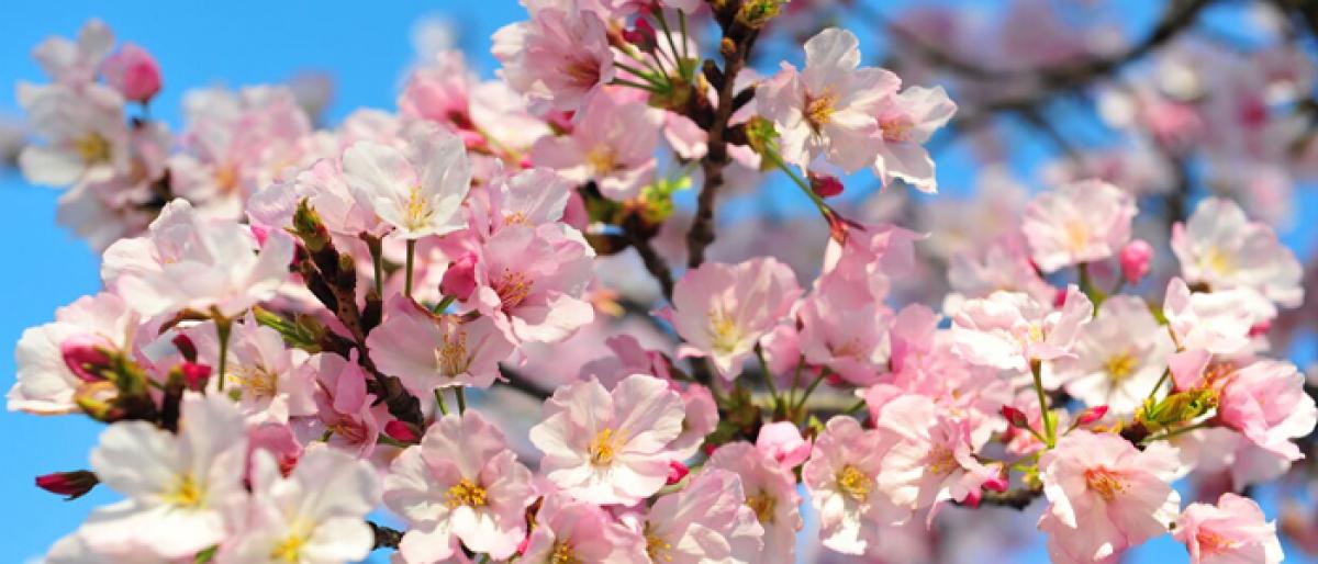 Japans famed cherry blossoms make unexpected appearance