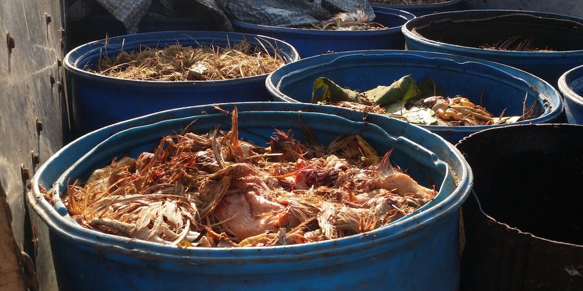 Chicken waste used to feed fishes