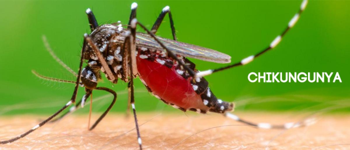 Chikungunya fever spread in Ranastalam
