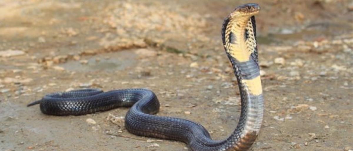 Two cobras rescued at Delhi Race Course premises