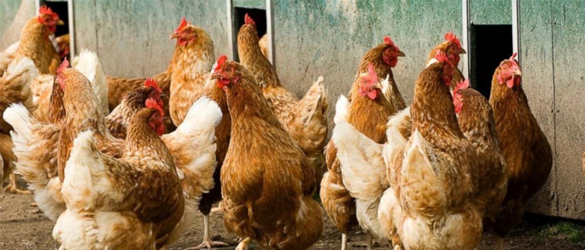DRDA to set up fowl unit in every mandal