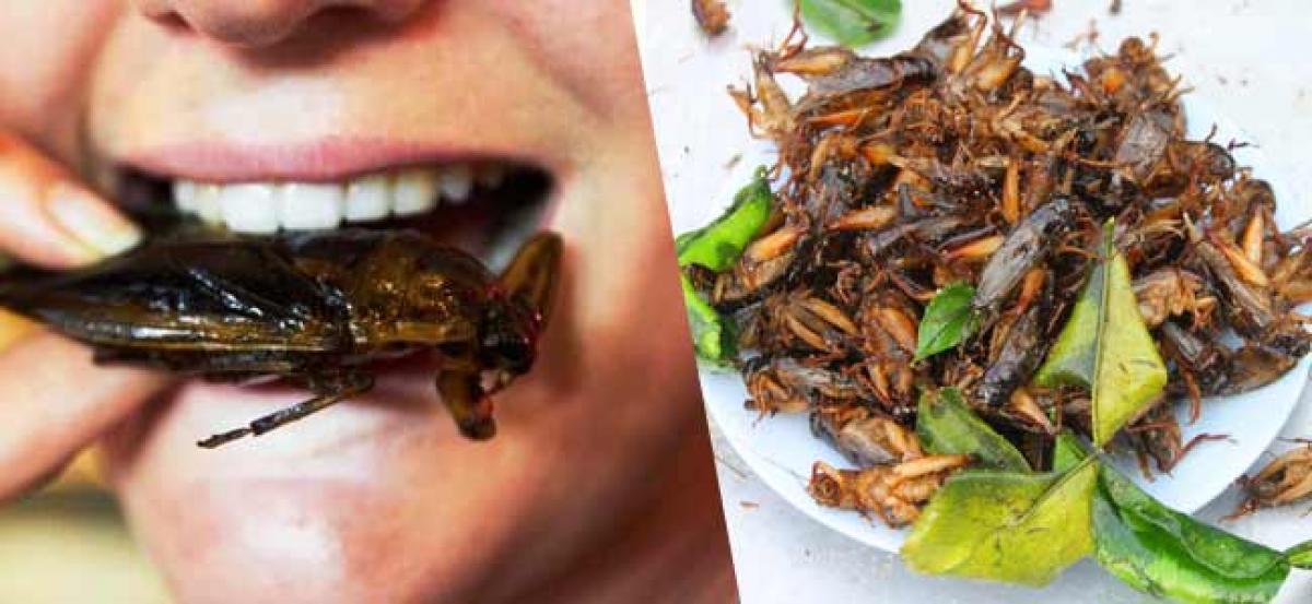 Cockroaches are Edible ,HIGH IN PROTEIN and HEALTHY TO EAT