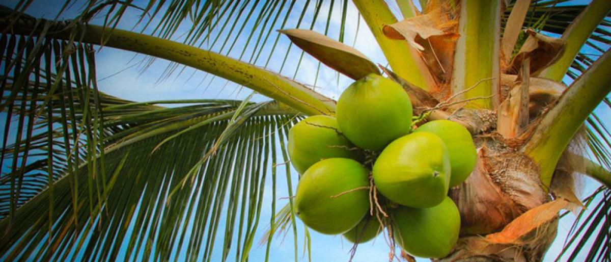 Wonders of coconut
