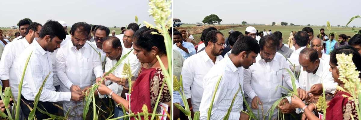 Collector inspected dried up ground nut cropss
