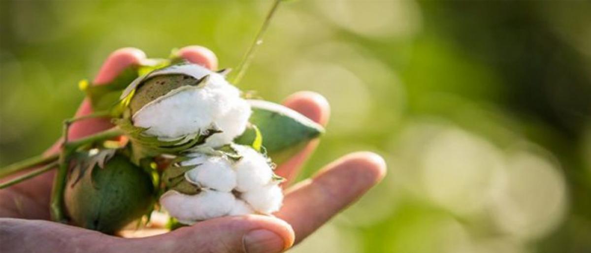 Only 20 quintals of cotton sold to CCI