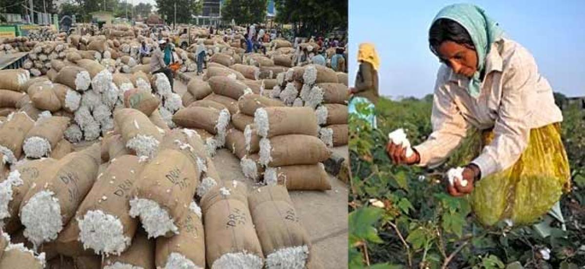 Cotton purchasing centers to be arranged in Srikakulam