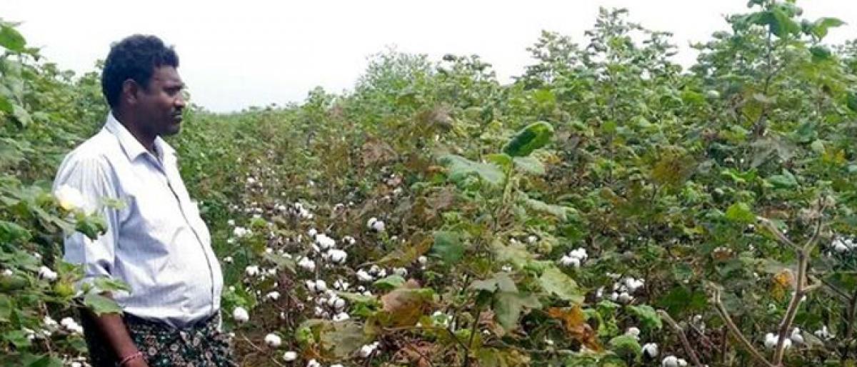 Cotton farmers in Telanganain for a rude shock