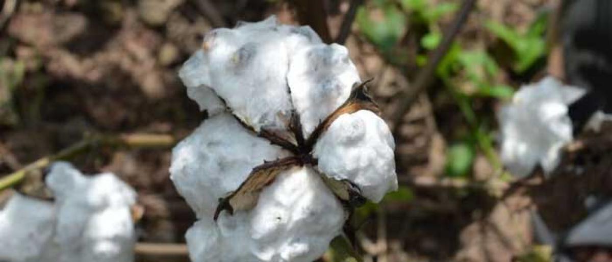 Incessant rains cause heavy losses to cotton farmers