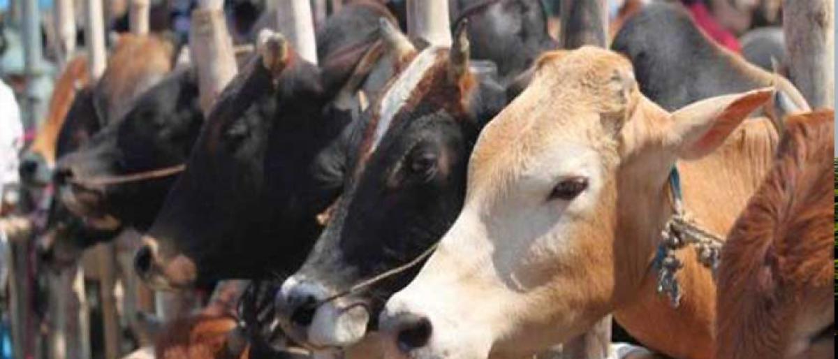 Court denies bail to man accused of carrying cow meat