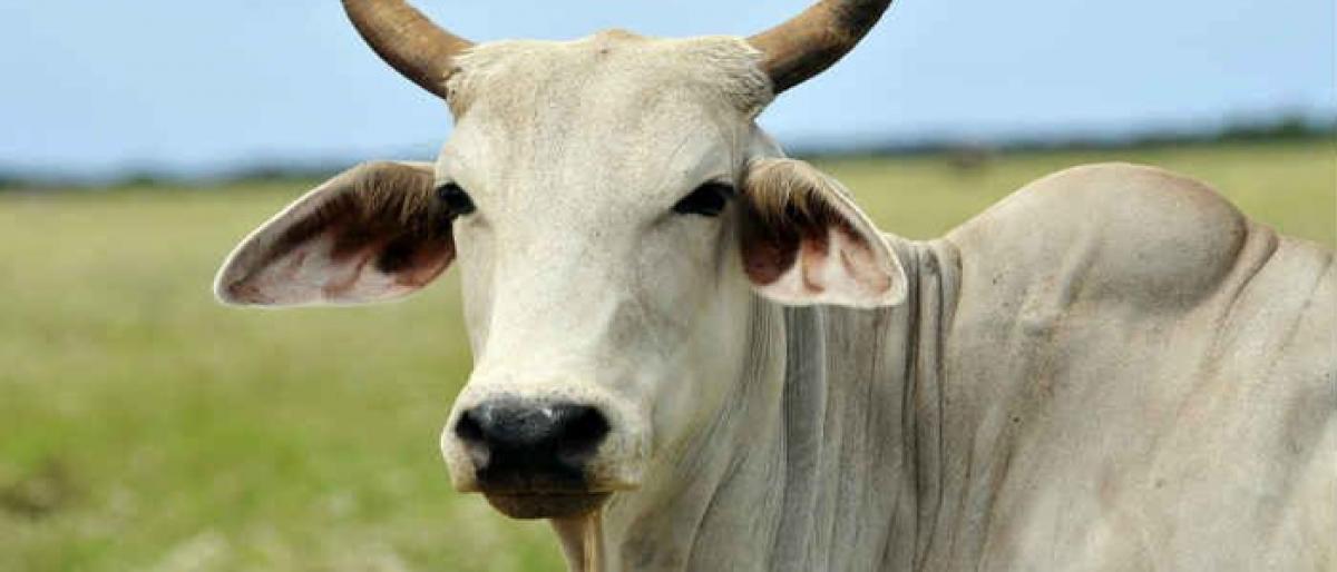 Cow protection in India