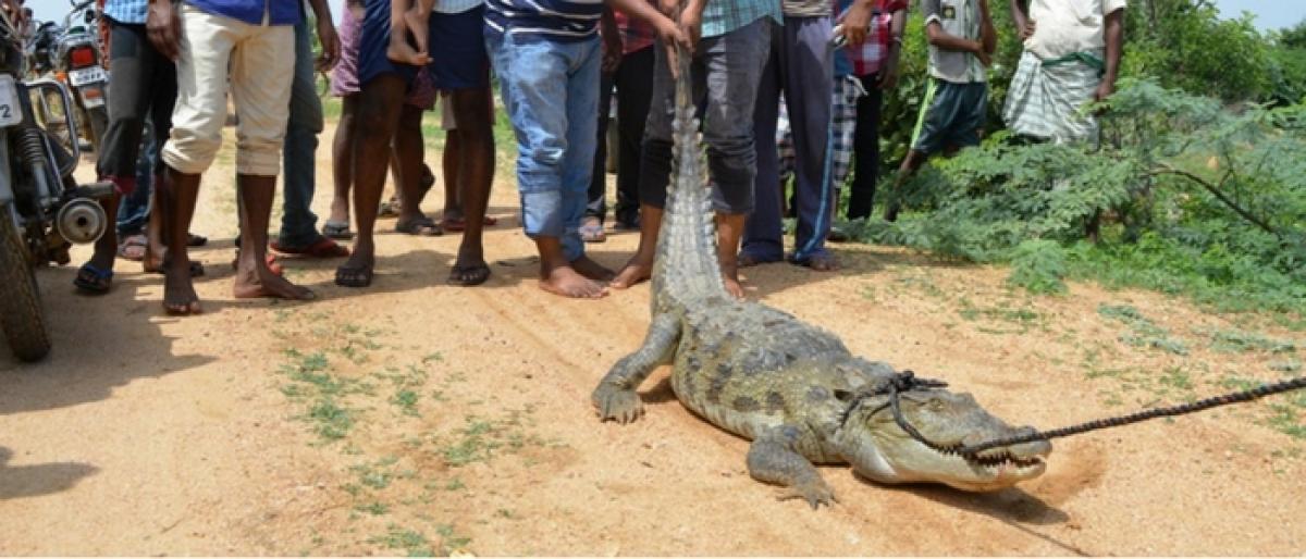 Crocodile caught from Jurala canal
