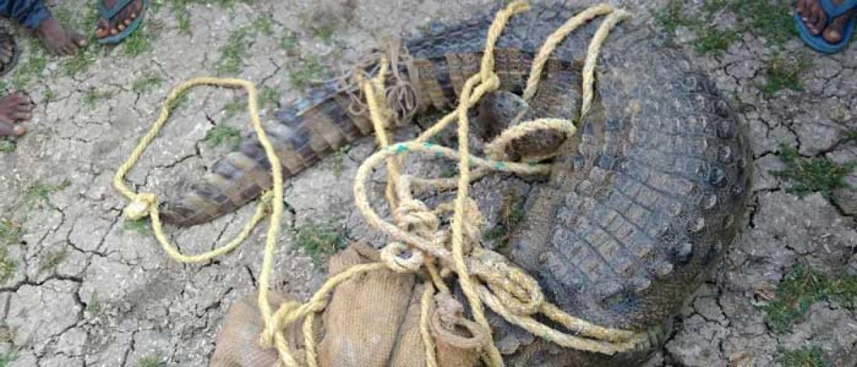 Crocodile fear come to end in Mahbubnagar