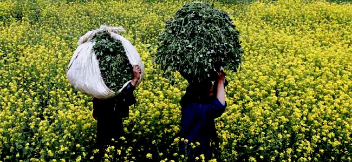 Rajasthan not to allow GM mustard even if Centre approves