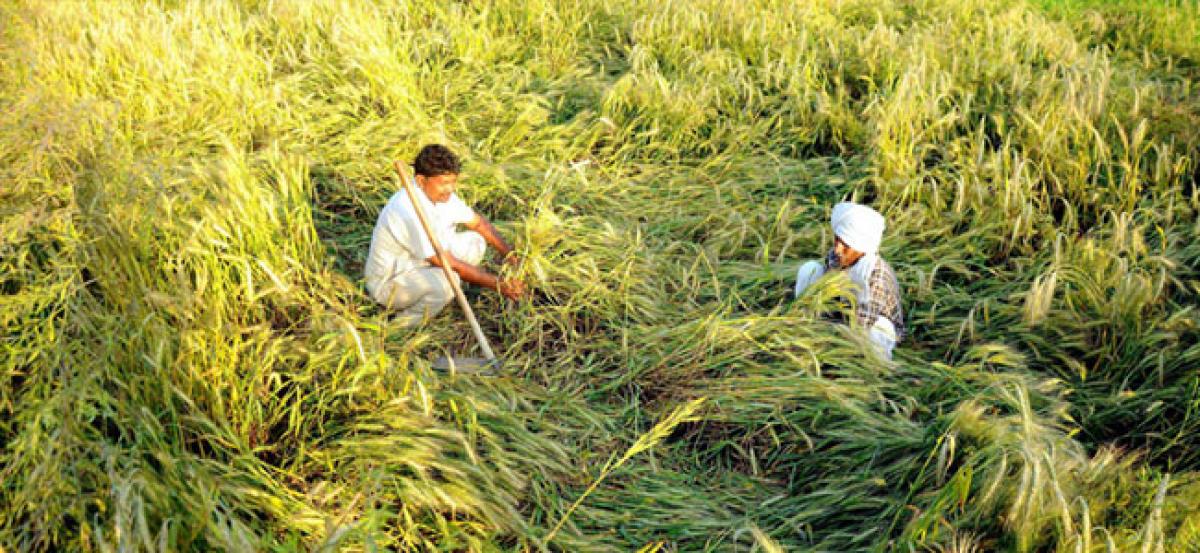 Crop Damage: Agriculture Secretary holds meeting with insurance companies