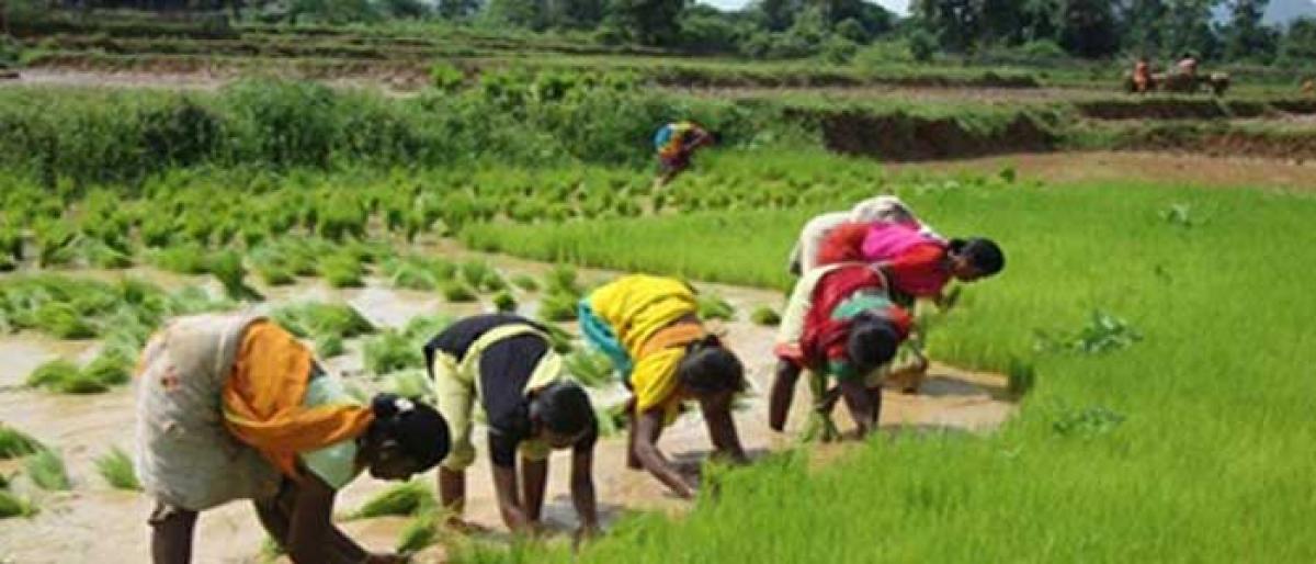 Telangana crop scheme faces time & fund crunch