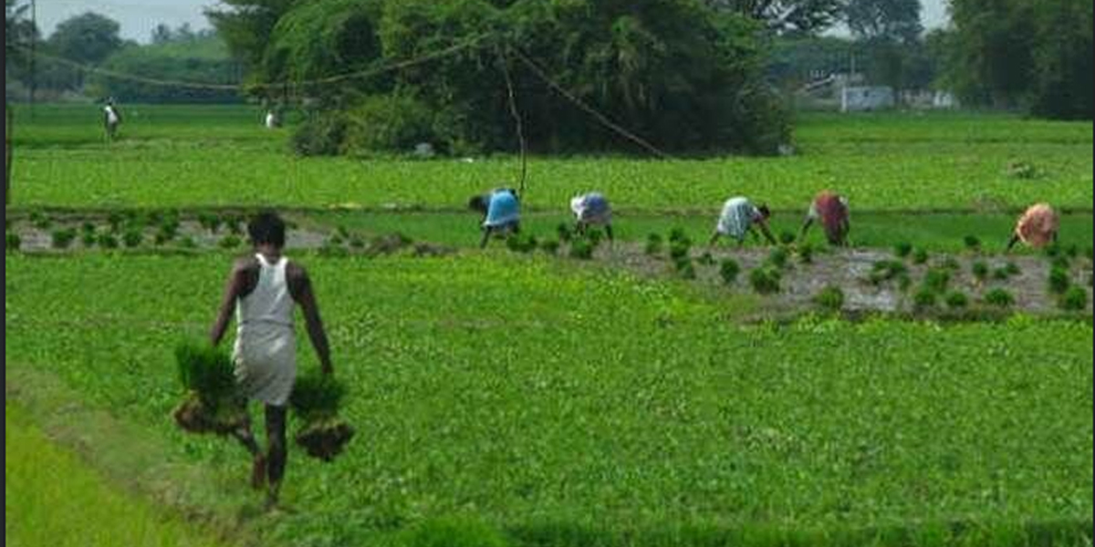 Govt mulls zero interest on timely crop loan repayment
