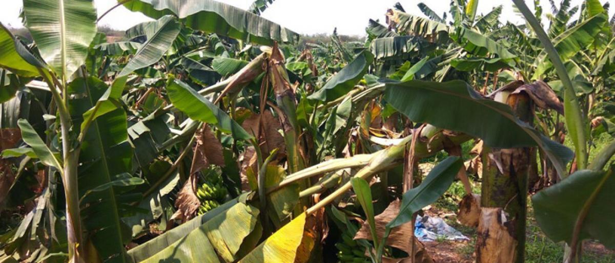 Hailstorms, unseasonal rains batter crops across Telangana