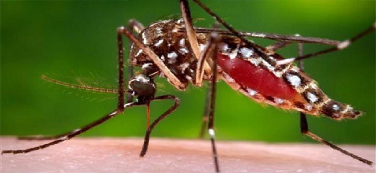Chief Minister N Chandrababu Naidu cautions officials against spread of dengue, malaria